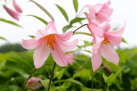 花植物|植物図鑑